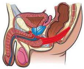 Exercices De Kegel Cisss De Laval