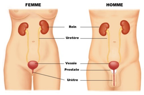 Système urinaire Système urinaire